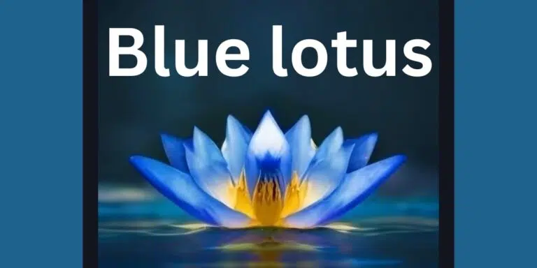 Blue lotus benefit