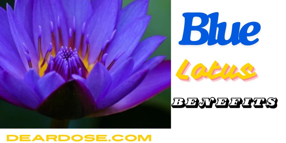 Blue lotus benefits | Historical Significance of Blue Lotus 2 Blue lotus benefit